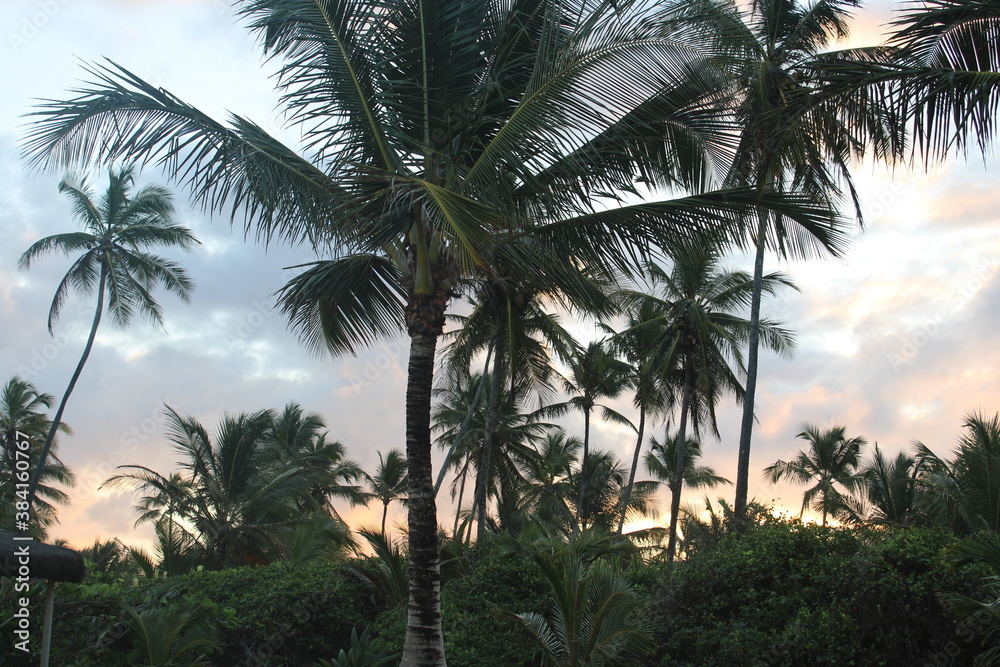 Fototapeta premium palm tree coconut brazilian beach paradise 
