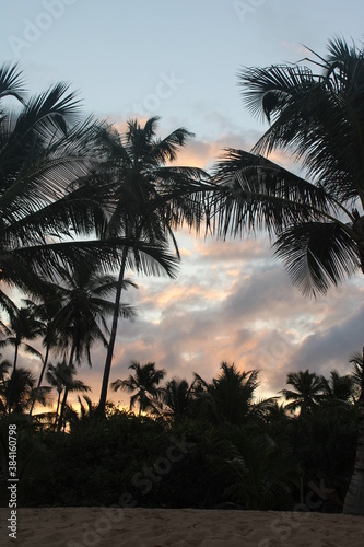 Fototapeta Naklejka Na Ścianę i Meble -  palm tree coconut brazilian beach paradise 