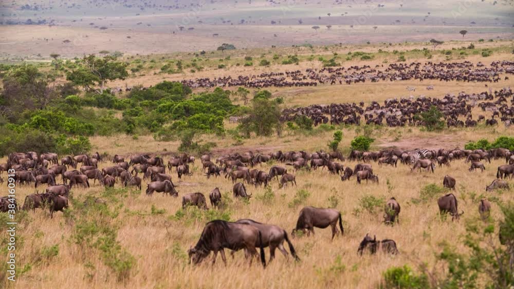 A huge herd of blue wildebeest grazes in the African savanna among grass and trees. There are a few zebras among them. Change of focus. Shooting wild animals during a Safari in Africa A huge herd of blue wildebeest grazes in the African savanna among grass and trees. There are a few zebras among them. Change of focus. Shooting wild animals during a Safari in Africa