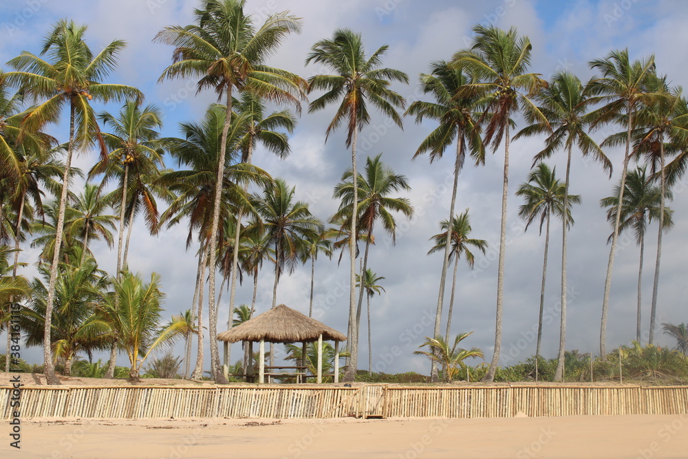palm tree coconut brazilian beach paradise palm tree coconut brazilian beach paradise