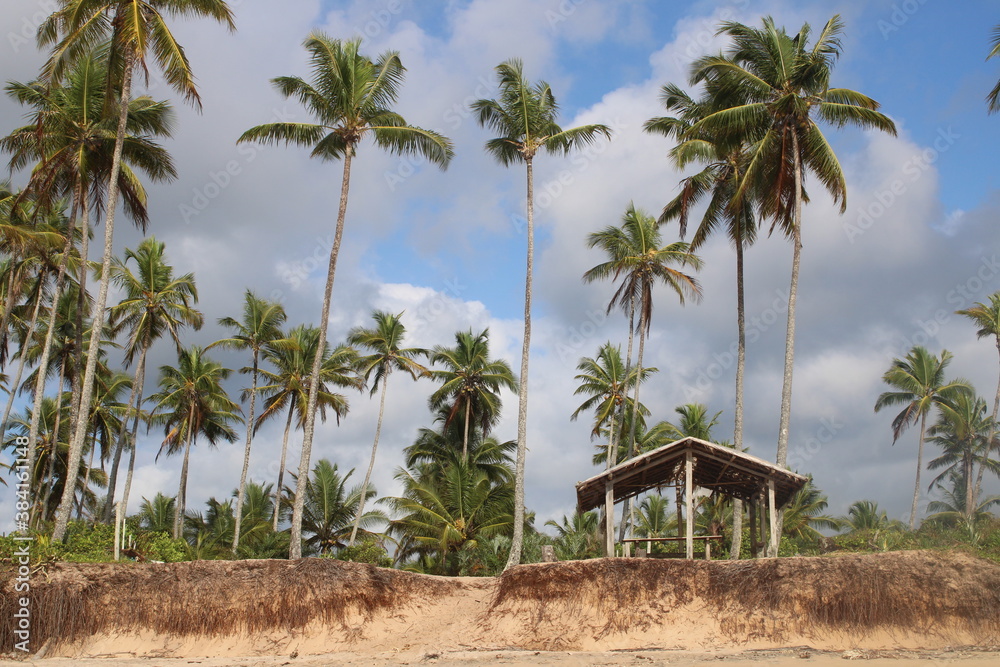 palm tree coconut brazilian beach paradise palm tree coconut brazilian beach paradise
