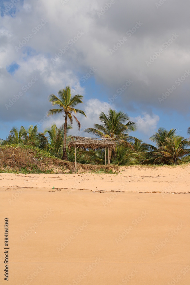 palm tree coconut brazilian beach paradise palm tree coconut brazilian beach paradise