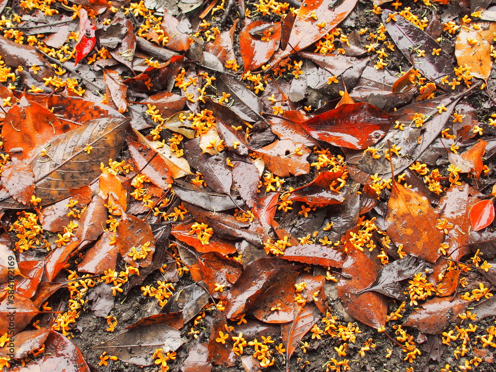 秋の雨の公園に散る金木犀の花びらと枯れ葉