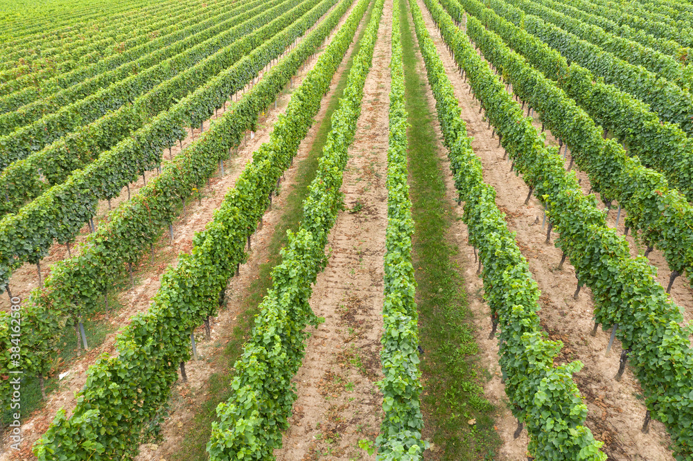 Top view of rows of vines in Rhineland-Palatinate / Germany just before the harvest