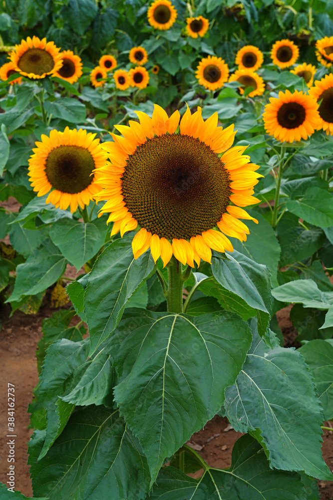 Obraz premium A yellow sunflower (helianthus) in summer