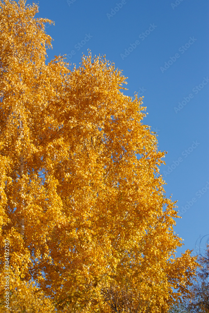 Trees with orange foliage in autumn