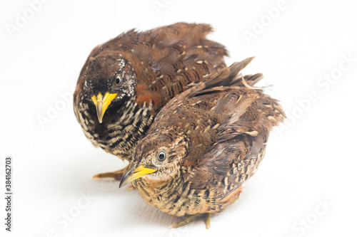 A pair of barred buttonquail or common bustard-quail (Turnix suscitator) isolated on white background
 photo