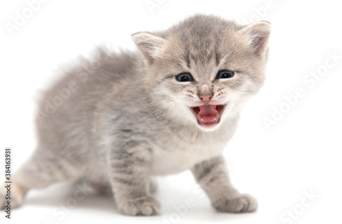 Portrait of a little kitten isolated on a white