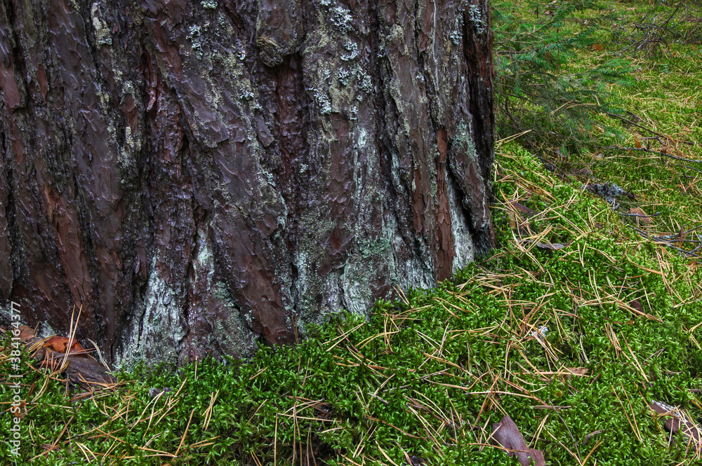 Pine bark close up. Moss near the tree. Pine needles on moss. Green moss with branches and pine needles on the forest floor.