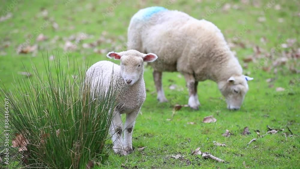 Sheep in the pasture, Wenderholm Regional Park, New Zealand. Sheep or