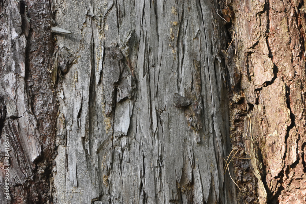 Fototapeta premium old wood texture