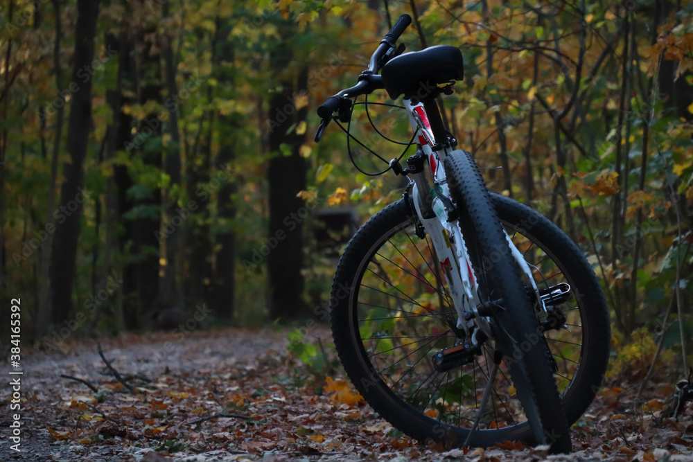 bike in the woods