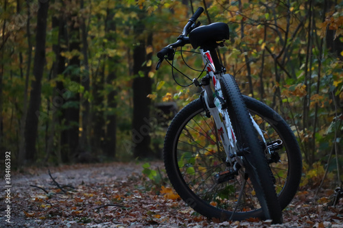 bike in the woods