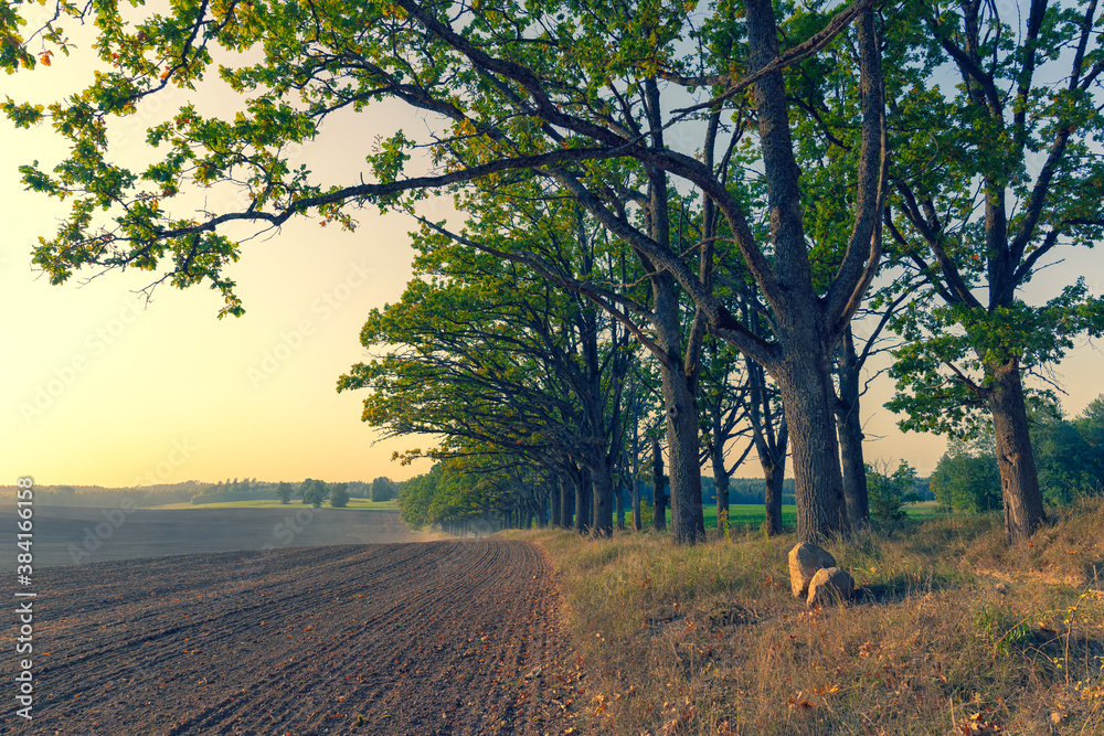 Obraz premium A car drives from a dusty road through an alley of Oak Trees National Park at sunset. Dust over the field from the road against the background of the sun. Gauja. Latvia