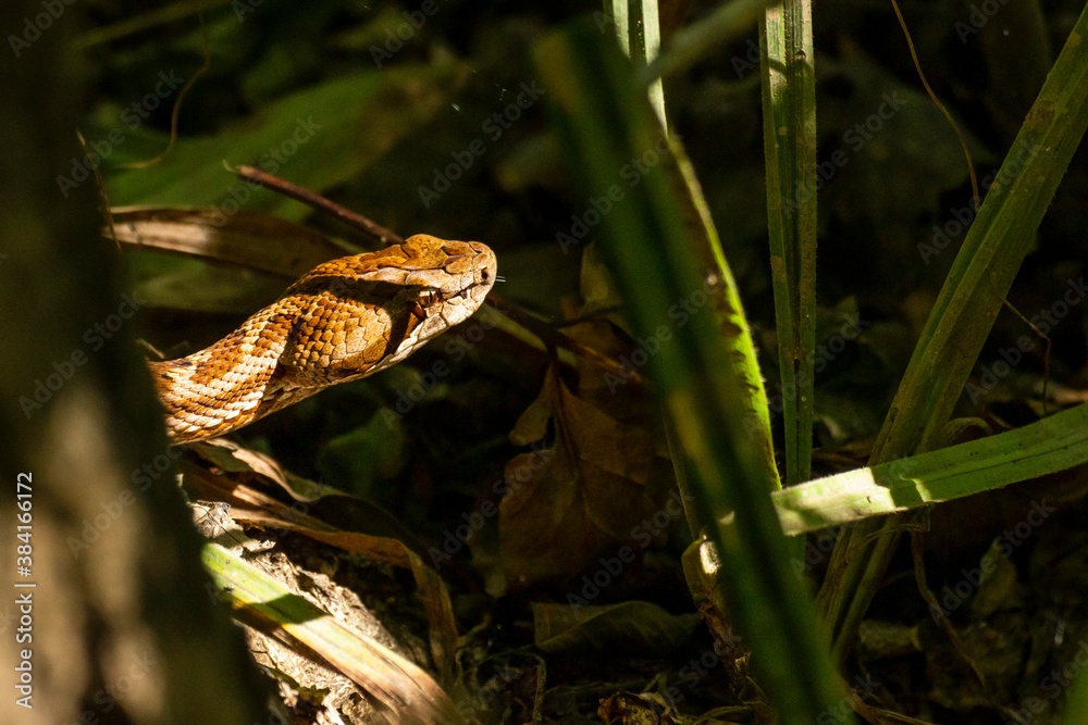 Fototapeta premium Poisonous snake(Gloydius saxatilis) searches for prey in the thickets of grass.