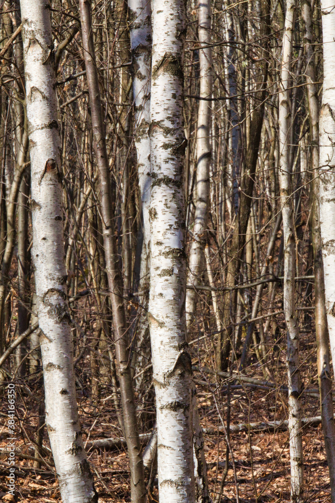 Fototapeta premium birch grove in autumn