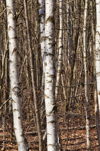 birch grove in autumn