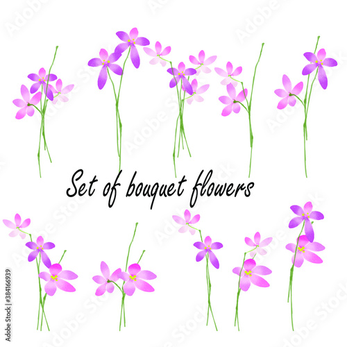 flowers isolated on white background
