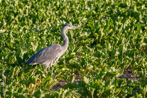 Grey Heron standing in a field of sugar beet