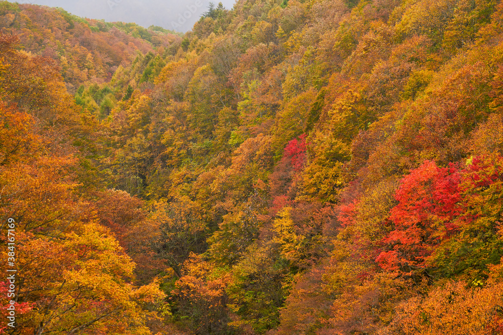 Autumn season with colorful leaf in fukushima japan Autumn season with colorful leaf in fukushima japan