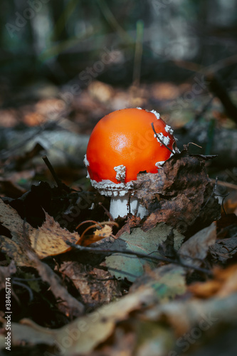 Fly agaric mushroom in autumn forest. Red fly agaric growing in moss. Poison fly agaric mushrooms in nature. Fall season background. Dry leaves. Copy space. Amanita Muscaria or toadstool in forest.