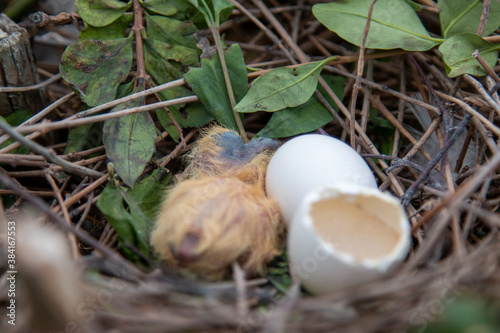 Baby pigeon hatched from egg, laying in nest with another egg still in nest