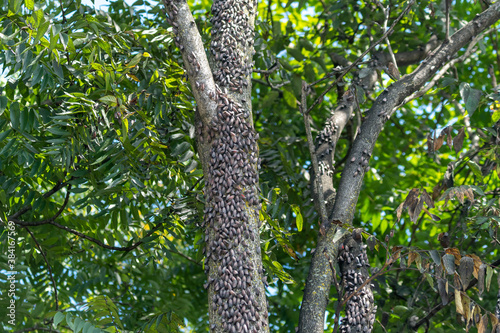 Spotted Lantern Flies on Trees photo