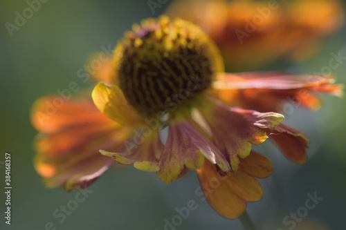 yellow flowers aster helenium in the autumn garden