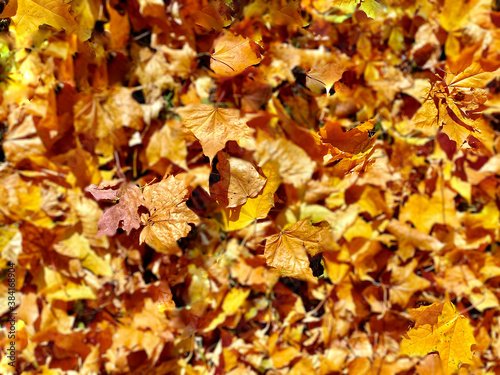 Yellow and orange autumn fallen leaves. Blurred colorful image of leaves for autumn background. Top view, copy space for text. Wallpaper.
