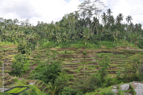 rice terraces island