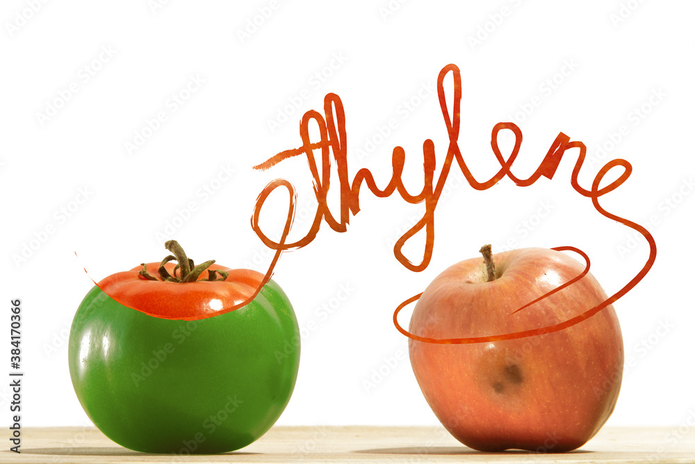 Wall Mural Apple produces ethylene gas, which accelerates tomato ripening