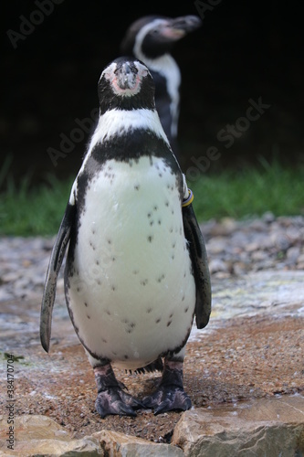 Pinguino