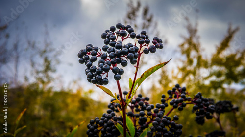 Ripe elderberry branch,elderberry plantation, black elderberry.