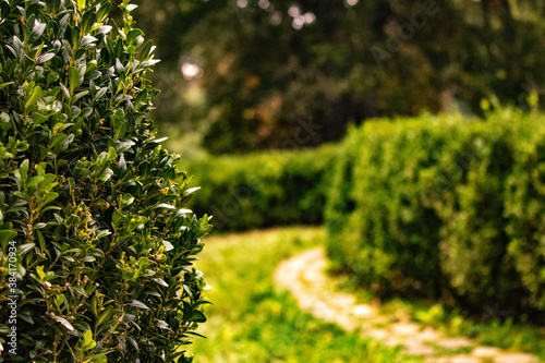 tree in the garden