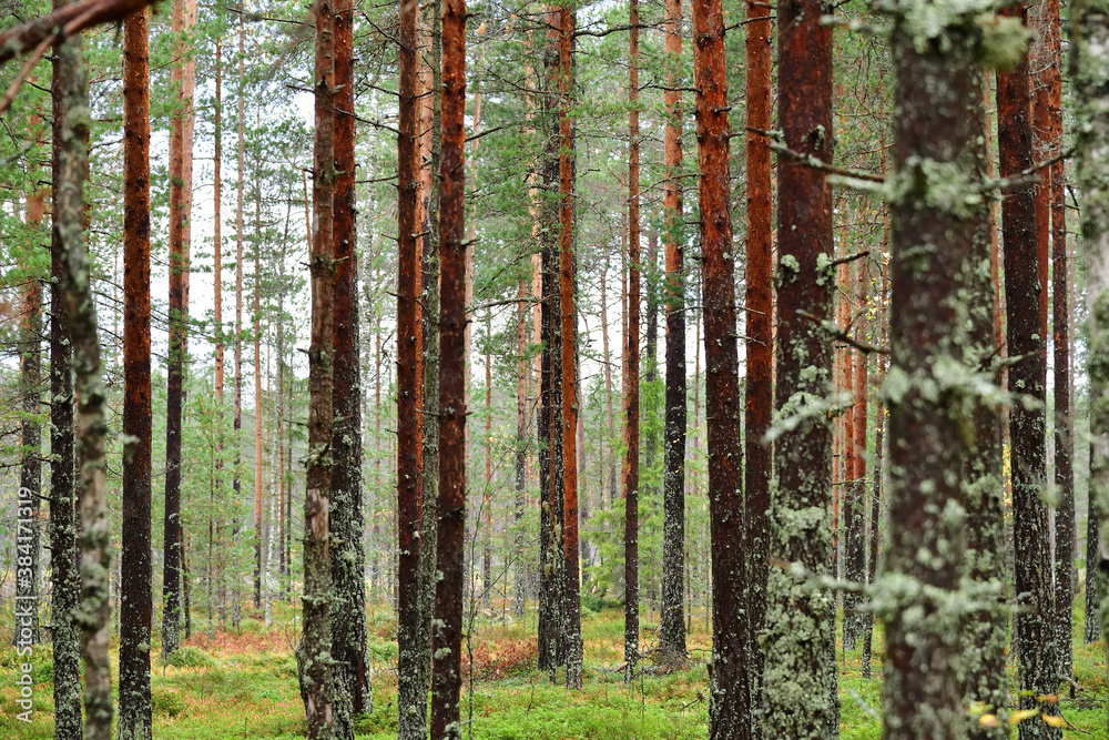 Obraz premium Pine forest, Russia
