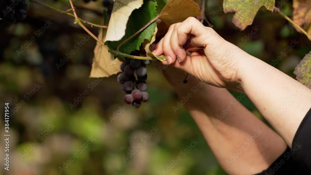Bunch of fresh grapes on vine tree. Woman plucks grapes in the vineyard in autumn. Juicy purple fruit hanging on a branch. Close-up.