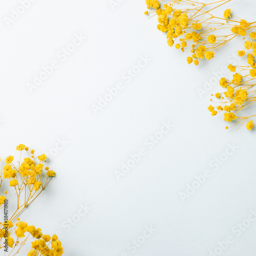 Yellow baby's breath, gypsophila dry flowers on light blue background. flat lay, top view, copy space © Sanga