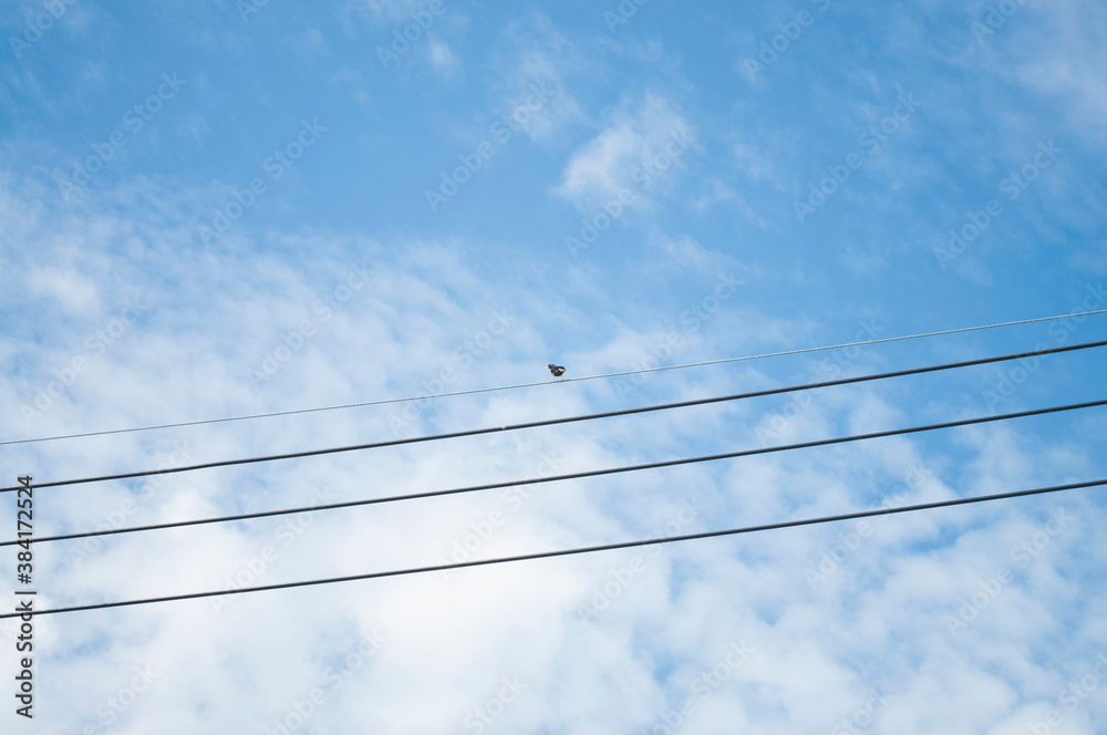 Birds perched on a string in the sky