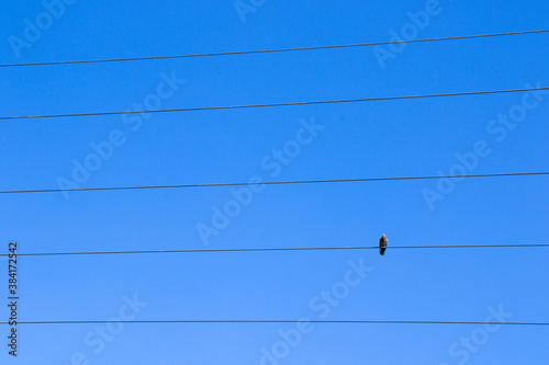 Bird on the electric line on the blue sky background, bird pigeon sitting © taidundua