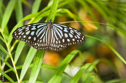 The name of the butterfly is Ceylon blue glassy tiger.
Scientific name is Ideopsis similis. photo
