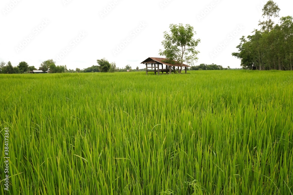 Green rice field, green grass in the wind,nature background Green rice field, green grass in the wind,nature background