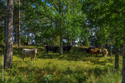 Fotografie, Obraz Concept of agroforestry and silvopasture, exemplified by grazing cattle in a grove outside Läckö Castle at Lake Vänern, West Gothland, Sweden