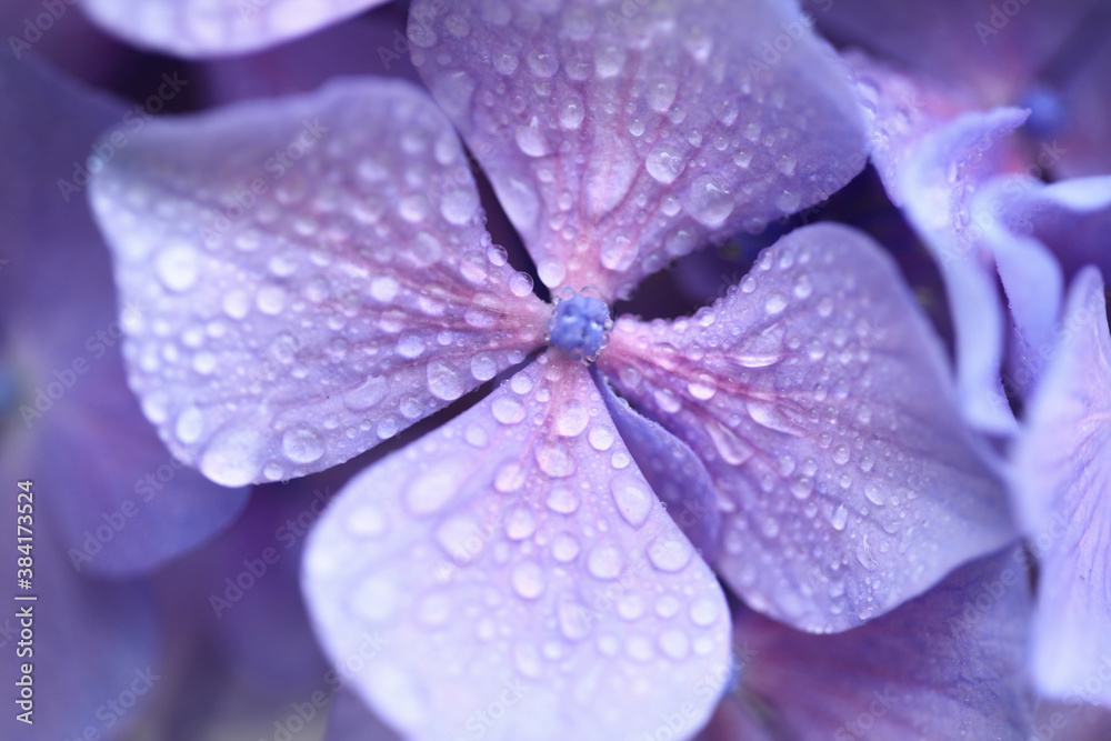Fototapeta premium 紫色の紫陽花