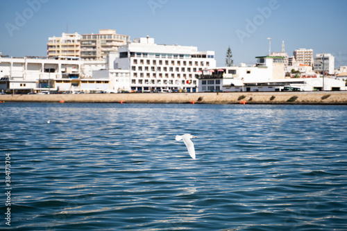 Seagull flying near the water with buildings in the background in Faro, Portugal.