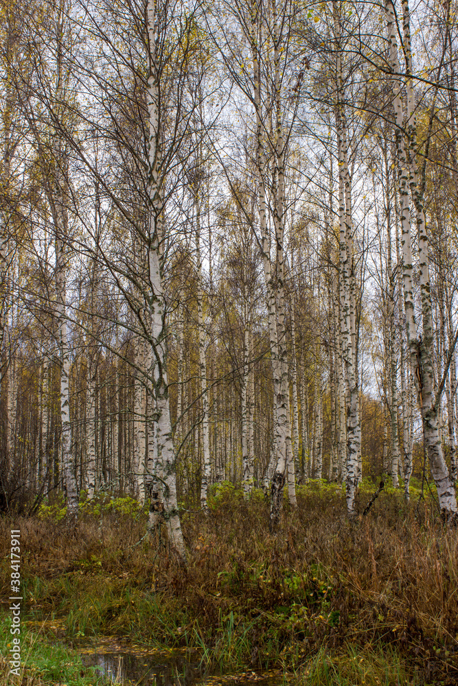Fototapeta premium Birch growing in a grove