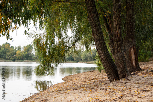 Ukraine, Kyiv - 9 October 2020:: Trees near lake Nebrezh photo