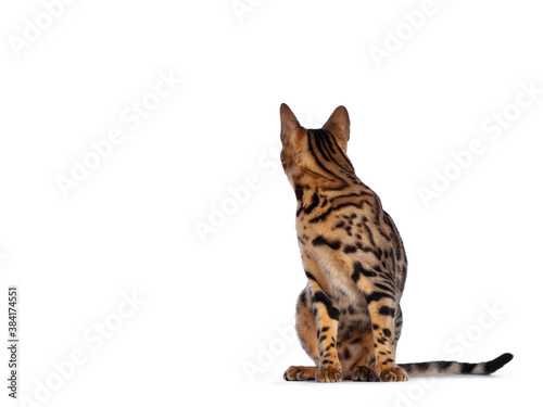 Handsome young male Bengal cat sitting side ways, looking to camera. One paw playful in air. Isolated on white background.