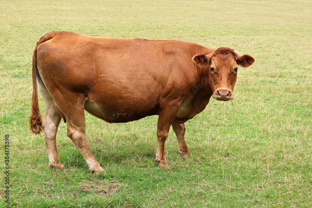 A Red Brown Cow Grazing in a Field
A Red Brown Cow Grazing in a Field