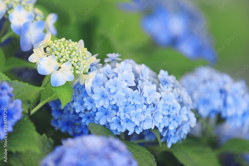 紫色の紫陽花 紫色の紫陽花