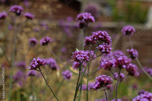 Butterfly peeking over purple flower
